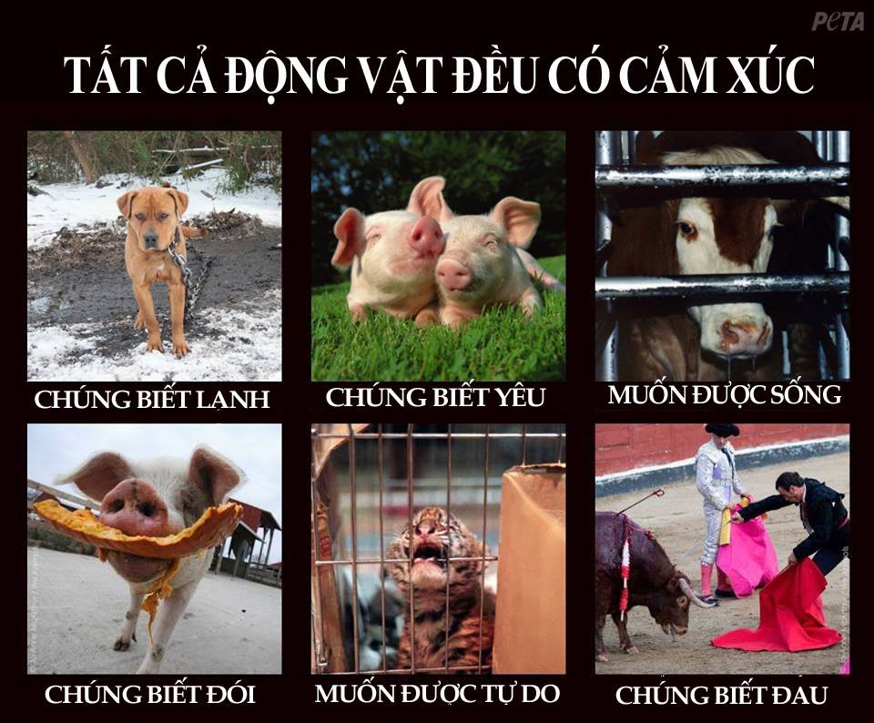 Vì sao tôi ăn chay?