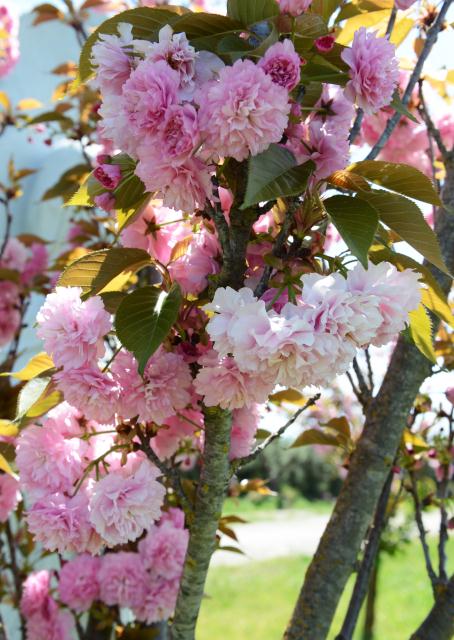 Chùa Tâm Từ, California Với Vườn Hoa Anh Đào Nhật Tuyệt Đẹp