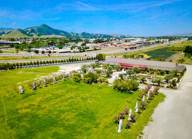 Chùa Tâm Từ, California Với Vườn Hoa Anh Đào Nhật Tuyệt Đẹp