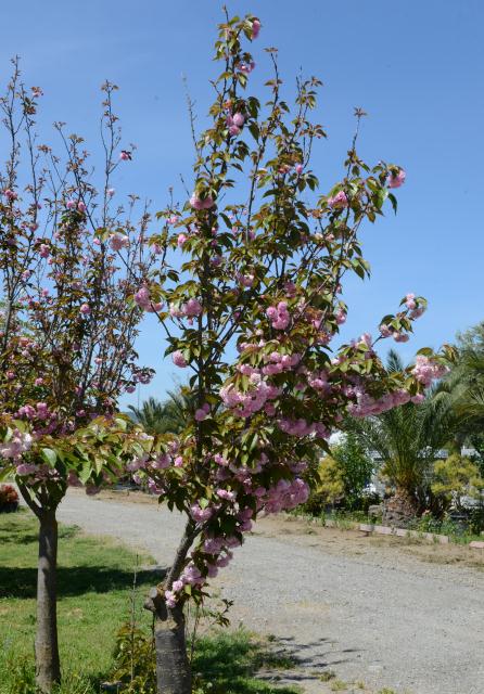 Chùa Tâm Từ, California Với Vườn Hoa Anh Đào Nhật Tuyệt Đẹp