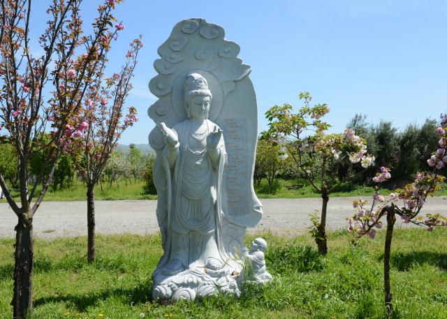 Chùa Tâm Từ, California Với Vườn Hoa Anh Đào Nhật Tuyệt Đẹp