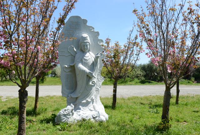 Chùa Tâm Từ, California Với Vườn Hoa Anh Đào Nhật Tuyệt Đẹp