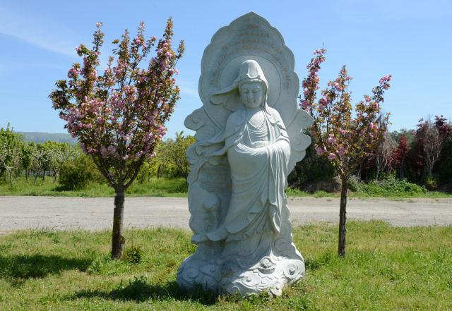 Chùa Tâm Từ, California Với Vườn Hoa Anh Đào Nhật Tuyệt Đẹp