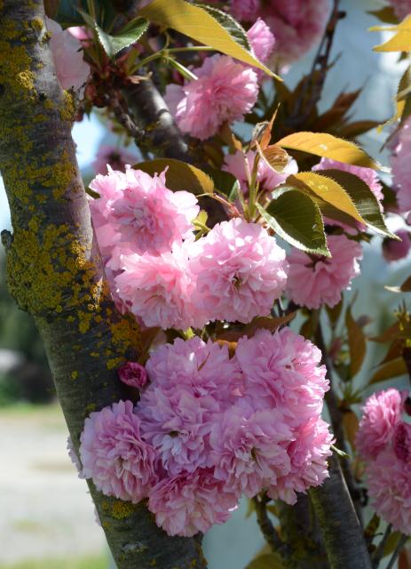 Chùa Tâm Từ, California Với Vườn Hoa Anh Đào Nhật Tuyệt Đẹp