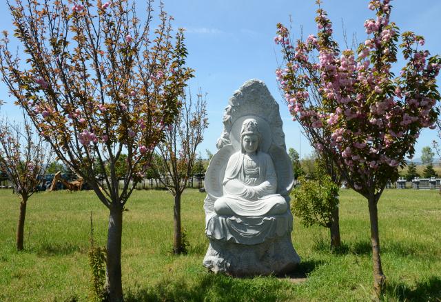 Chùa Tâm Từ, California Với Vườn Hoa Anh Đào Nhật Tuyệt Đẹp