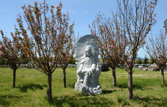 Chùa Tâm Từ, California Với Vườn Hoa Anh Đào Nhật Tuyệt Đẹp