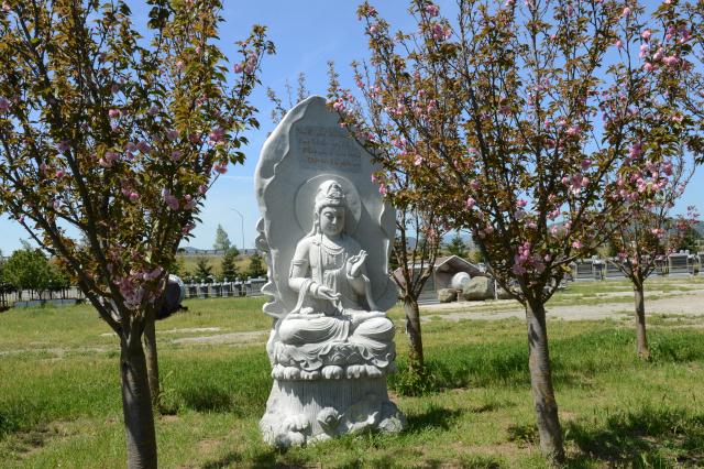 Chùa Tâm Từ, California Với Vườn Hoa Anh Đào Nhật Tuyệt Đẹp