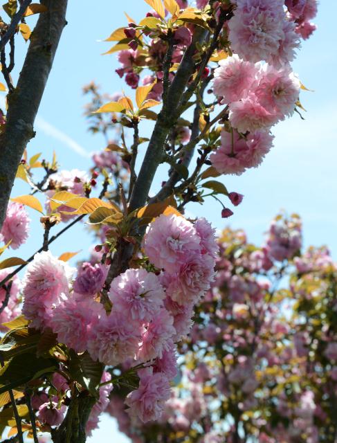 Chùa Tâm Từ, California Với Vườn Hoa Anh Đào Nhật Tuyệt Đẹp