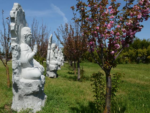 Chùa Tâm Từ, California Với Vườn Hoa Anh Đào Nhật Tuyệt Đẹp