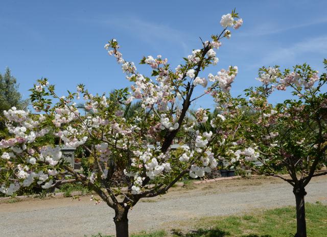 Chùa Tâm Từ, California Với Vườn Hoa Anh Đào Nhật Tuyệt Đẹp