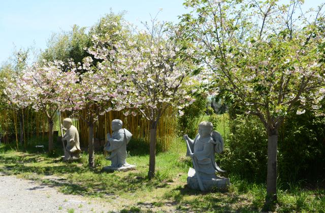 Chùa Tâm Từ, California Với Vườn Hoa Anh Đào Nhật Tuyệt Đẹp