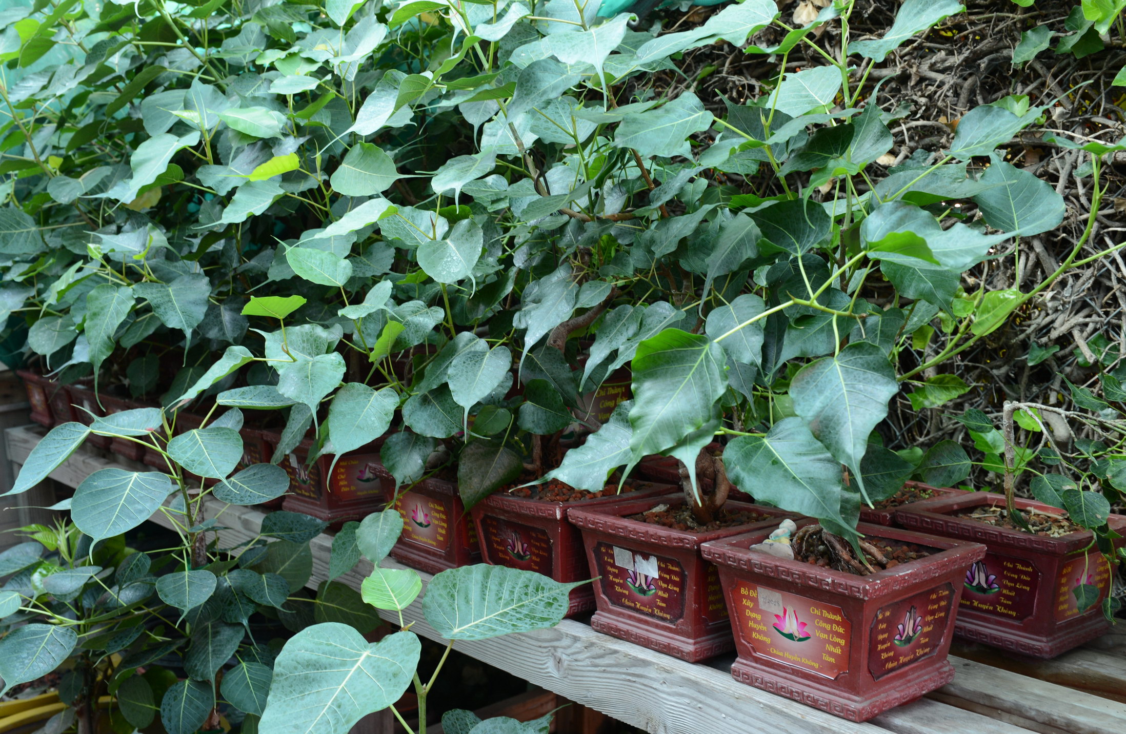 Lễ Vu Lan Báo Hiếu Pl. 2563  Tại Tu Viện Huyền Không, San Jose (Hoa Kỳ)