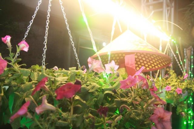 Thái Bình: Không Khí Đón Tết Canh Tý Tại Chùa Từ Xuyên