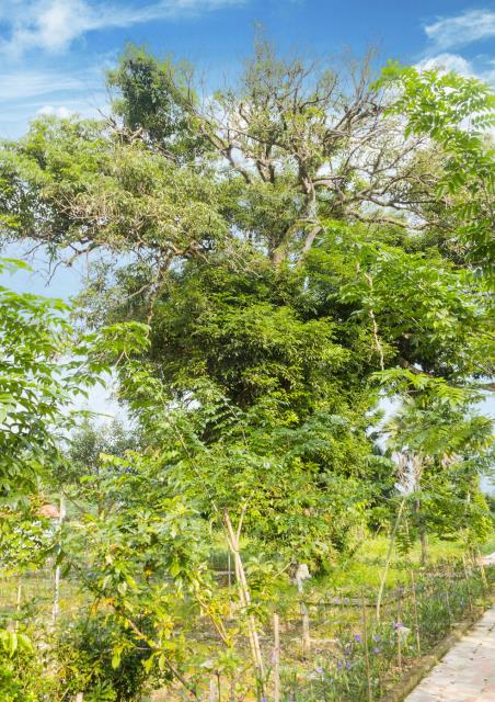 Chùa Tượng Sơn, Hà Tĩnh: Nơi Đại Danh Y Hải Thượng Lãn Ông 40 Năm Dạy Học, Viết Sách, Chữa Bệnh Cho Dân