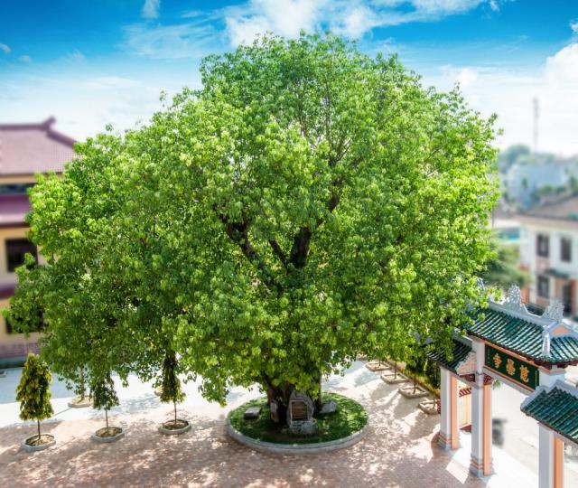 Chùa Từ Đàm, Huế: Ngôi Cổ Tự Danh Lam Trên Đất Cố Đô