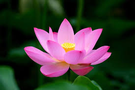 Thành Kính Phân Ưu Gia Đình Thượng Tọa Thích Tâm Minh