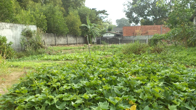 Trở Về