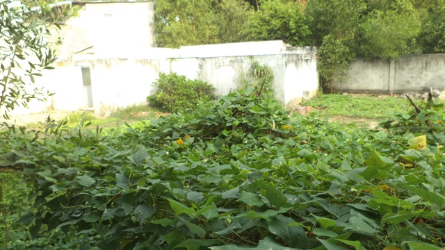Trở Về