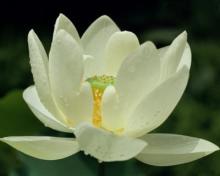 Kính Viếng Hương Linh Thích Nữ Chân Huyền