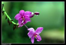 Nụ Cười Sơ Tâm