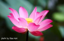 Những cánh hoa trí tuệ - phần 21