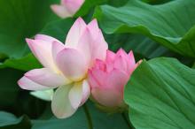 Những cánh hoa trí tuệ - phần 25