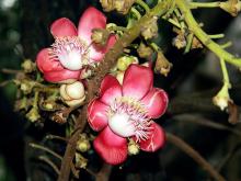 Ưu Đàm tâm nguyện Liên Thi