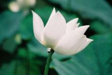 Những cánh hoa trí tuệ - phần 26