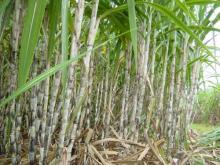 Tuyển tập 10 bài – Tình Tự Quê Hương 07