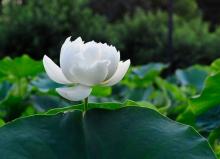 Hoa sen ở thắng cảnh Trung Quốc
