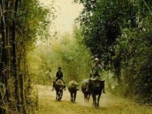 Tuyển tập 10 bài – Tình Tự Quê Hương 02