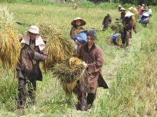 Tăng, ni cũng tần tảo làm ruộng