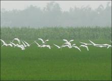 Có Môt Cuộc Sống