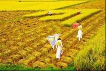Về Nhặt Nắng Gom Mùa Vàng Tháng Bảy