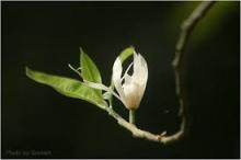 Tham Sân Si Đáng Sợ