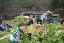 Hàn Quốc: Tổ đình Tòng Quảng Tự thu hoạch bắp, củ cải chế biến Kim chi