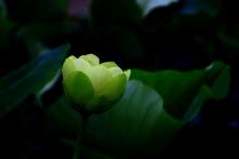 Di Huấn Bổn Sư
