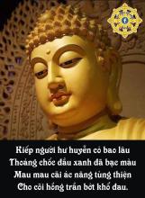 Cỏ dại và dây chùm gửi