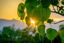 Thạch trụ thiền gia