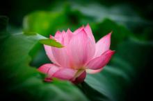 Phật tâm tuệ giác