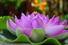 Thông Báo: Khóa Tu Gieo Hạt Từ Tâm Kỳ 74 - Chủ Đề “Nuôi Dưỡng Yêu Thương”