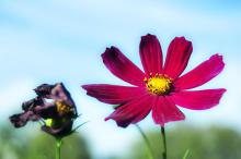 Đã biết vô thường