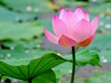 Không Cửa Để Vào, Không Lời Để Nói