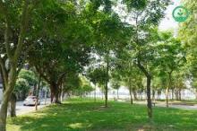 Cuộc Sống Tươi Đẹp