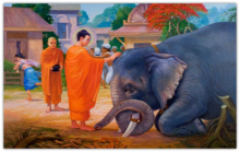 Lược Khảo Nguồn Gốc Và Giải Mã Từ Góc Độ Nhân Tướng Học Về Vẻ Đẹp Cái nhìn Voi Chúa Của Đức Phật