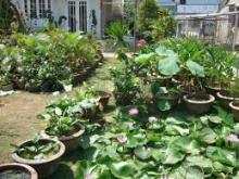 Lặng lẽ bên vườn  - Tâm Sự