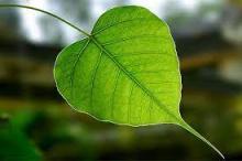 Đời Như Chiếc Lá