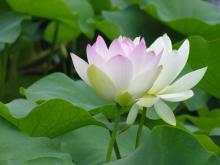 Những cánh hoa trí tuệ - Phần 03