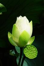 Những cánh hoa trí tuệ - Phần 19