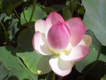 Những cánh hoa trí tuệ - Phần 14